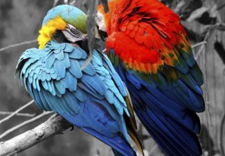 CRG_Columna_Amazonia