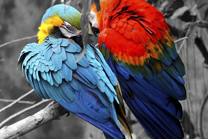 CRG_Columna_Amazonia