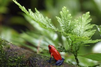 Diana Rodriguez - Helena Duran - Columna - Amazonia