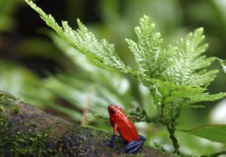 Diana Rodriguez - Helena Duran - Columna - Amazonia