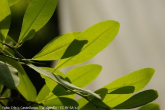 Isabel Pereira_Columna_Coca