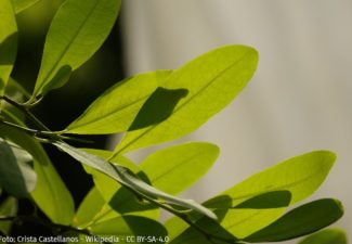 Isabel Pereira_Columna_Coca