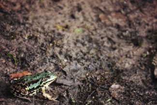 César Rodríguez Garavito