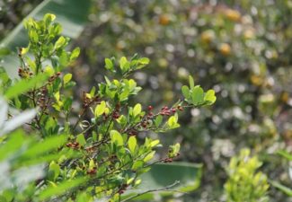 Coca, cultivos, sustitución