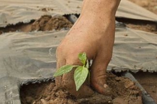 Campo, campesinos, Colombia, futuro