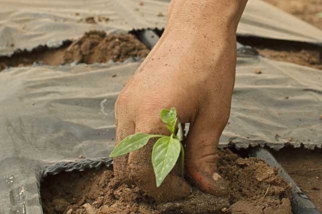 Campo, campesinos, Colombia, futuro