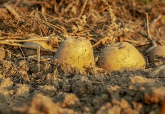 Restitución de tierras