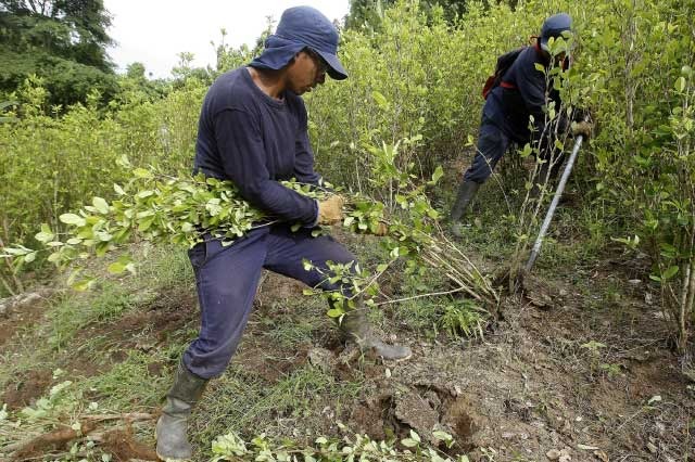 Desminado humanitario, coca, Vista Hermosa