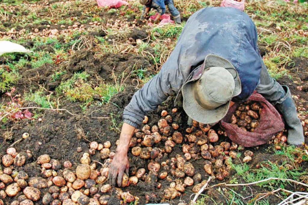 Campesinos, Colombia