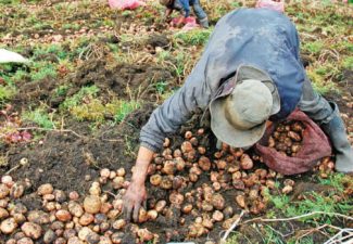 Campesinos, Colombia