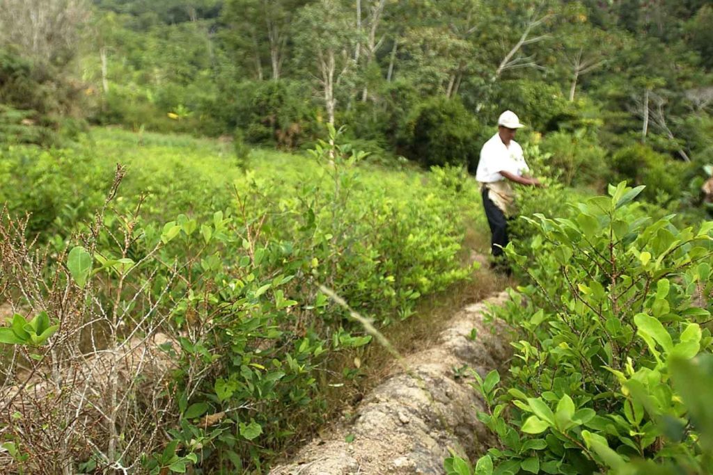 Drogas, Iván duque, Coca