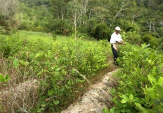 Drogas, Iván duque, Coca