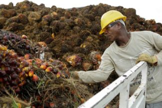 Sindemia, aceite de palma, malnutrición
