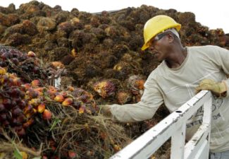 Sindemia, aceite de palma, malnutrición