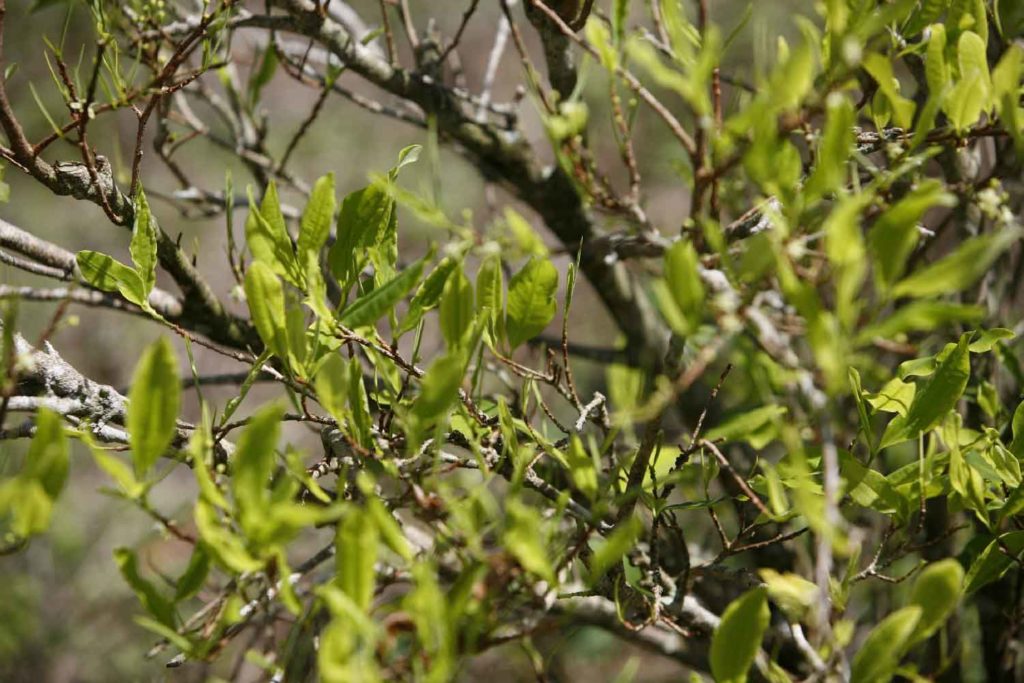 Coca, Corte Constitucional