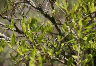 Coca, Corte Constitucional