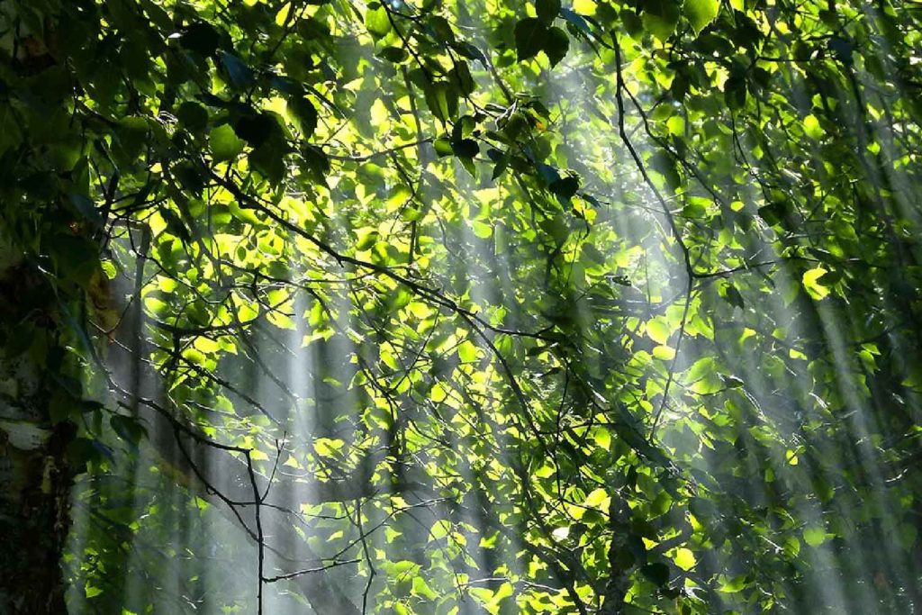 Deforestación, Colombia