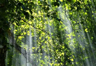 Deforestación, Colombia