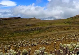 Páramo, Colombia, Dejusticia