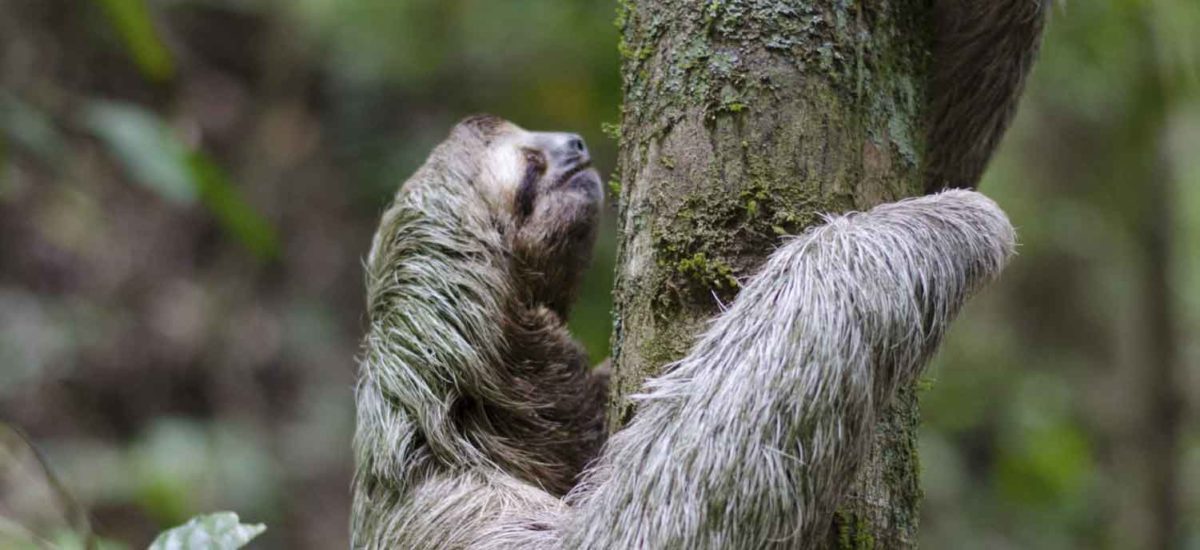 Amazonía, Colombia