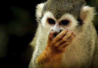 Cambio Climático, Amazonía