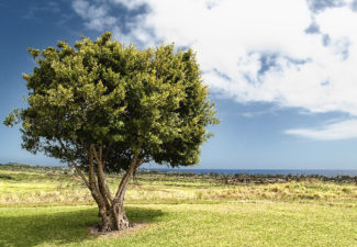 Argentina, Indígenas