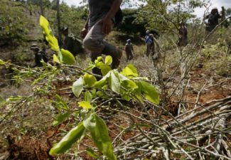 Drogas, Colombia