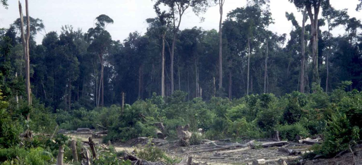 lucha deforestación