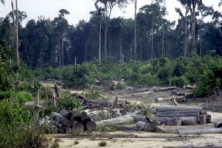 lucha deforestación