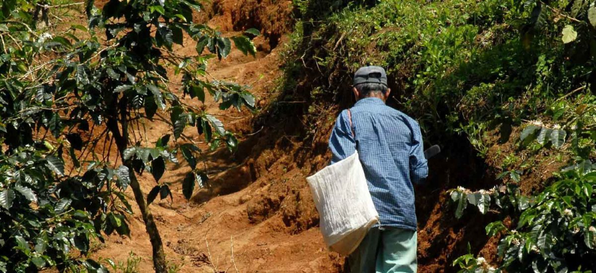 Campesina