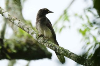 democracia ambientales