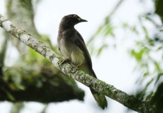 democracia ambientales