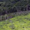 #JuicioALaDeforestación