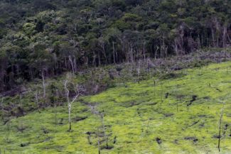 #JuicioALaDeforestación