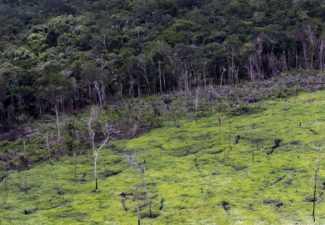 #JuicioALaDeforestación