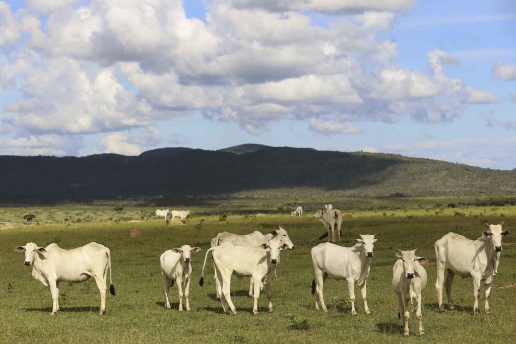 extraño campesinado