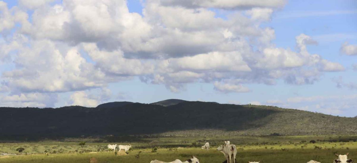 extraño campesinado