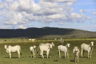 extraño campesinado
