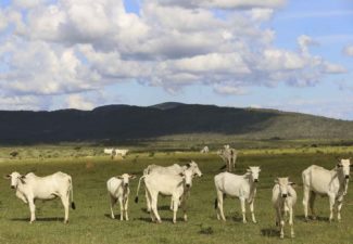 extraño campesinado