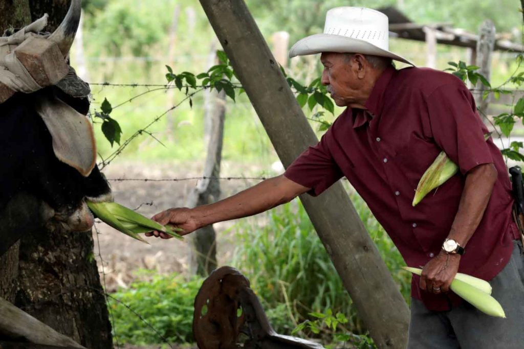 Restitución de tierras
