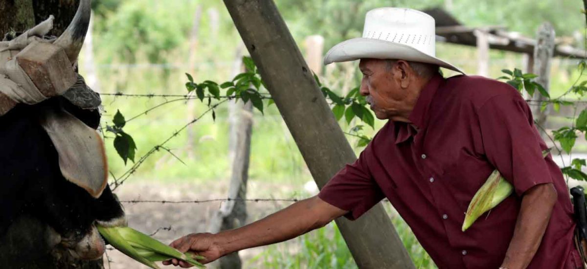 Restitución de tierras