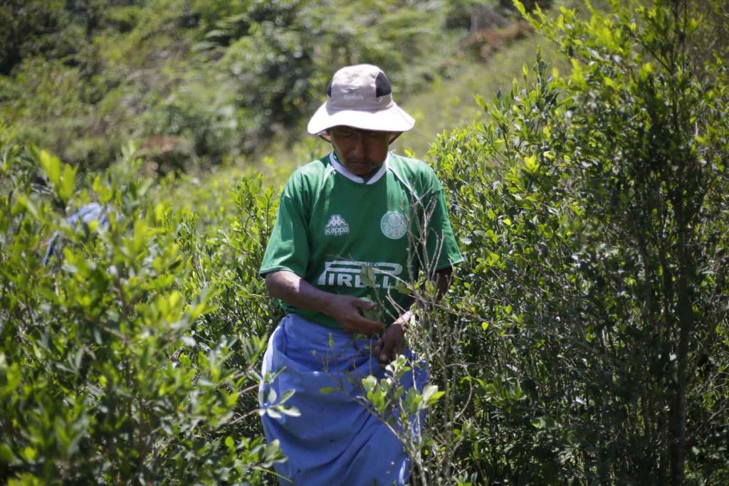 Efectos del glifosato