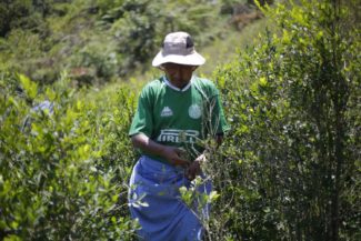 Efectos del glifosato