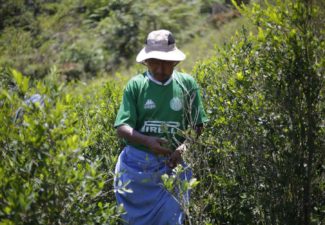 Efectos del glifosato