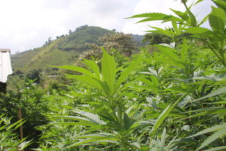 Luis Felipe Cruz_Sustituir