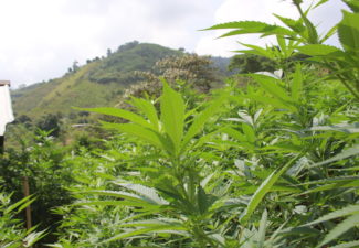 Luis Felipe Cruz_Sustituir