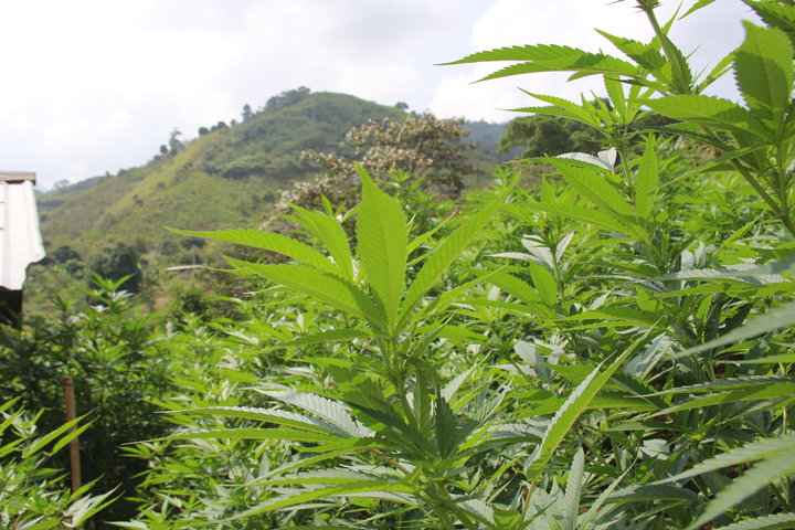 Luis Felipe Cruz_Sustituir