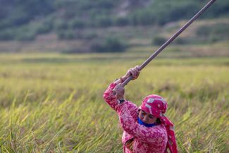 Mercados campesinos justicia alimentaria