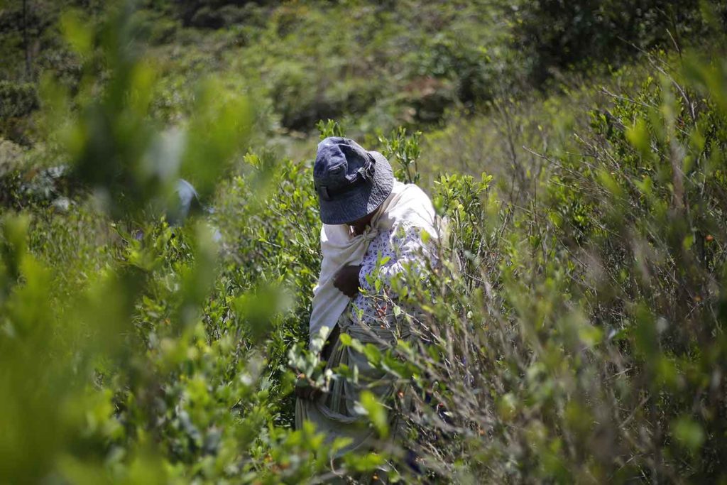 Glifosato Comisión de la verdad
