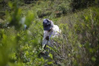 Glifosato Comisión de la verdad
